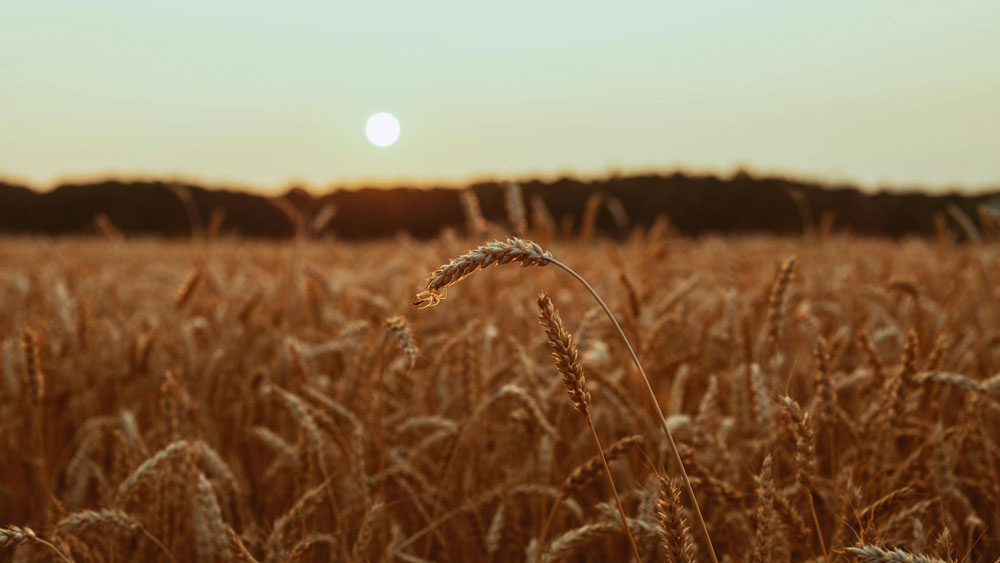 Wheat field at sunset