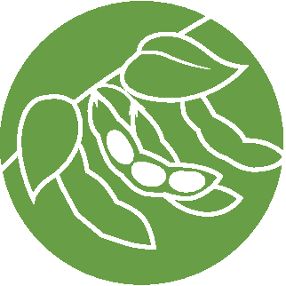 Soybean